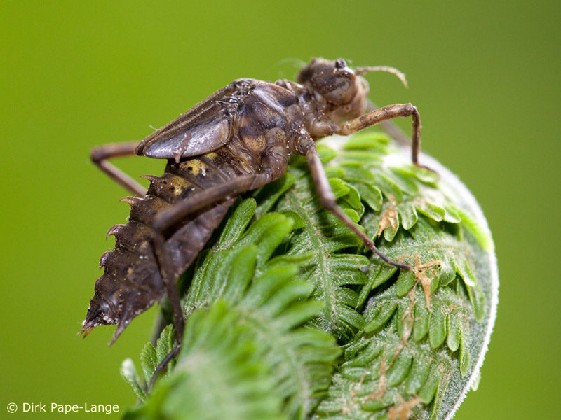 Epitheca bimaculata - Larve
