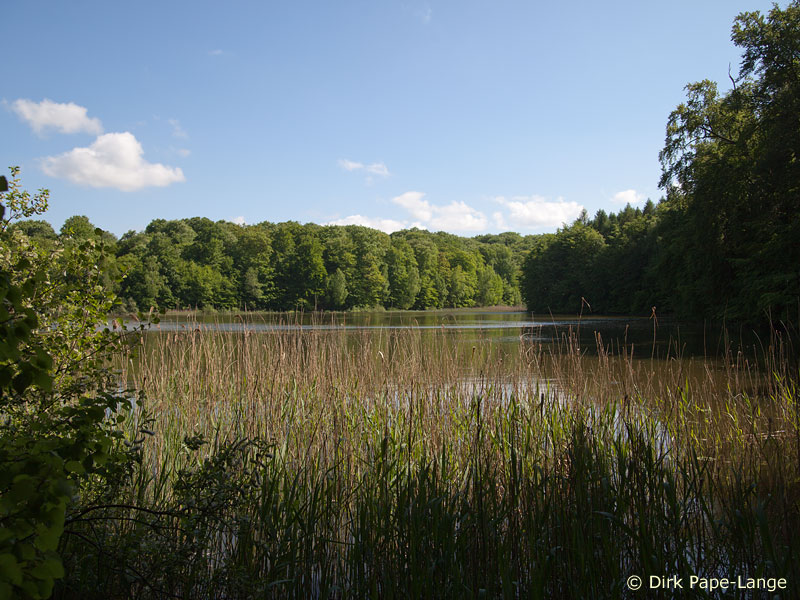 Epitheca bimaculata- Habitat