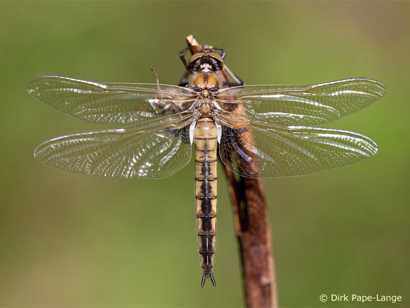 Epitheca bimaculata - femelle
