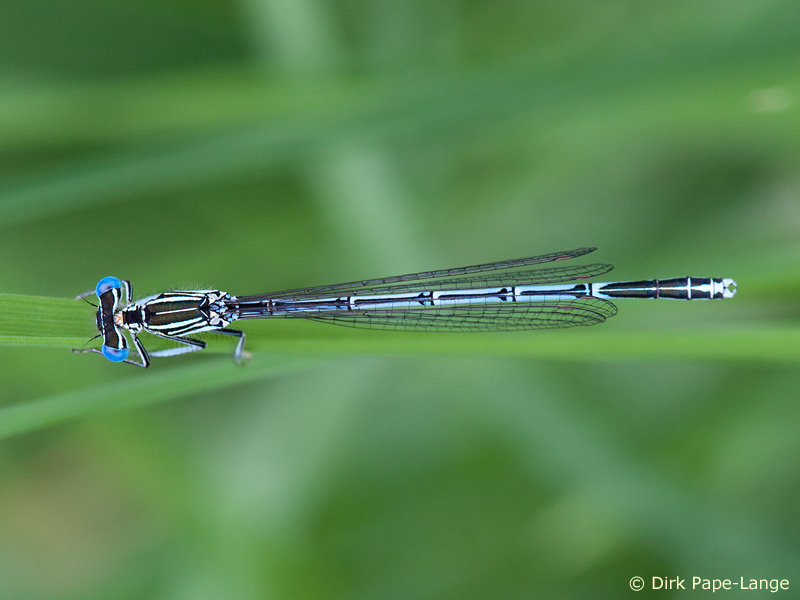 Agrion á larges pattes mâle