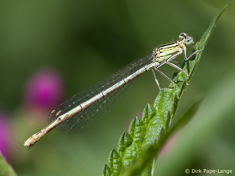 Femelle - Agrion á larges pattes