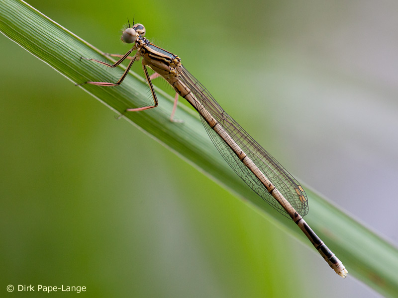 Immature mâle de Platycnemis pennipes