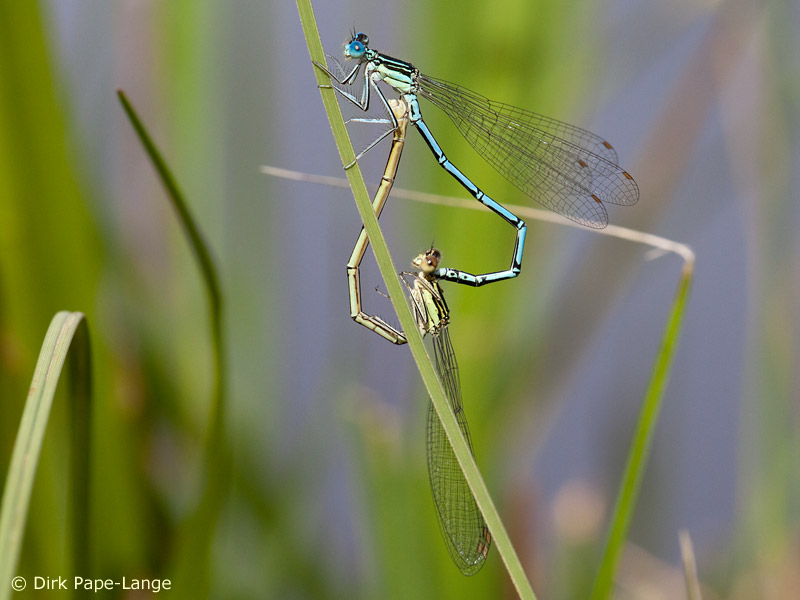 Cœur copulatoire de l'Agrion á larges pattes