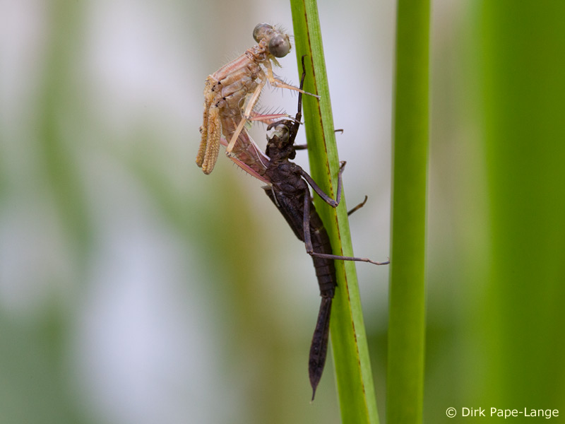 Platycnemis pennipes - Émergence