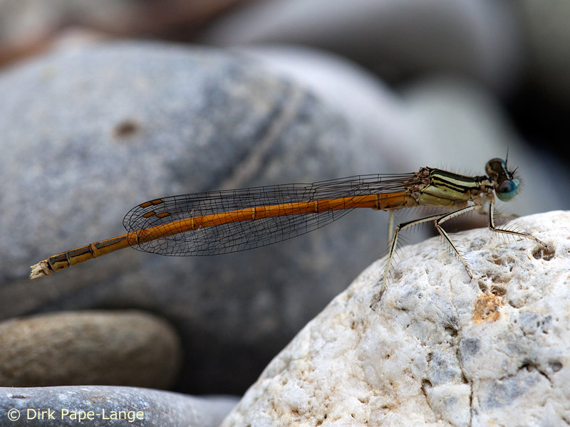 Agrion orangé