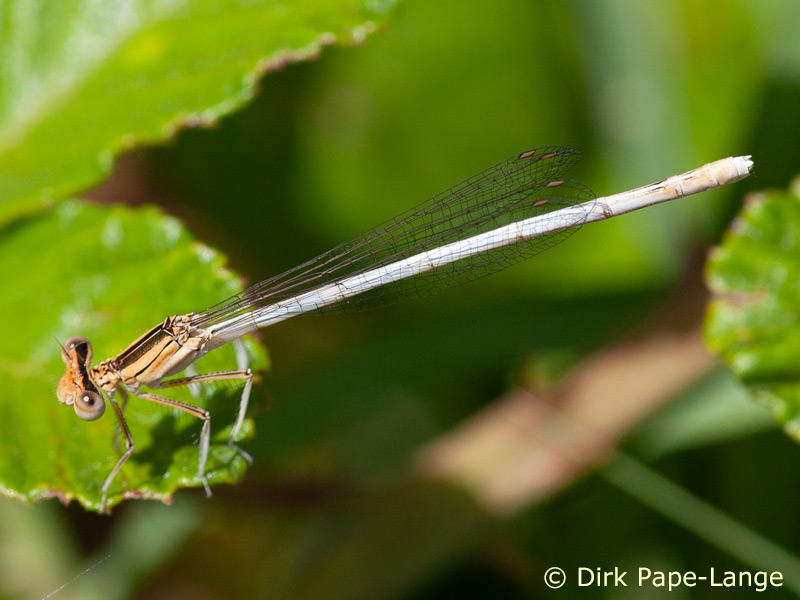 Immature femelle de Platycnemididae orangé