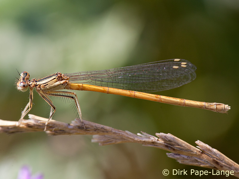 Femelle de Platycnemididae orangé