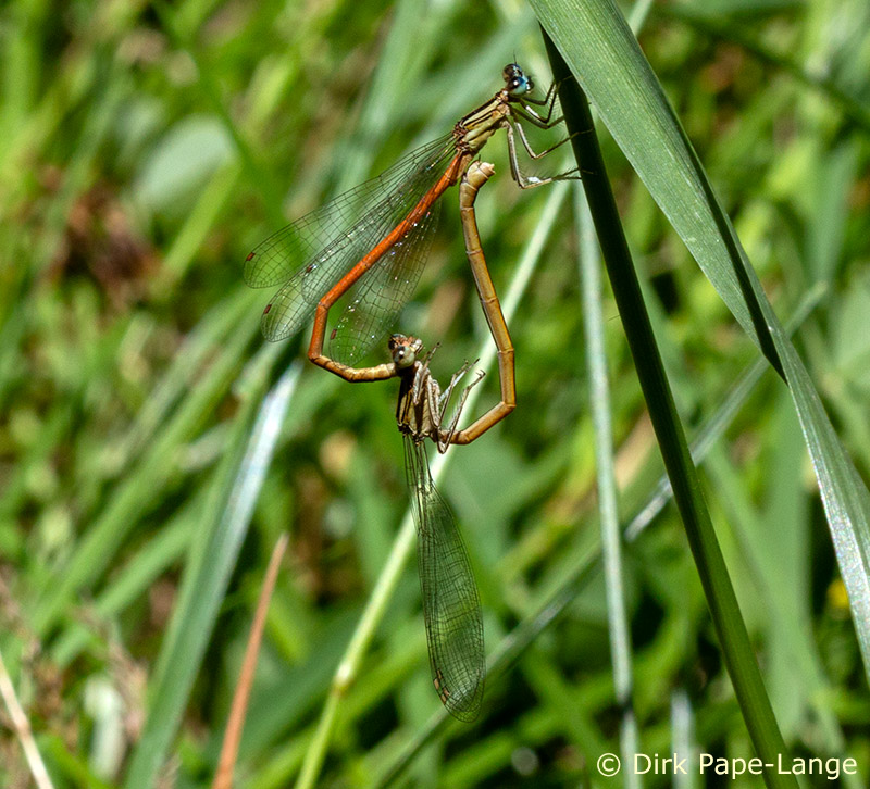 Cœur copulatoire de l'Agrion orangé