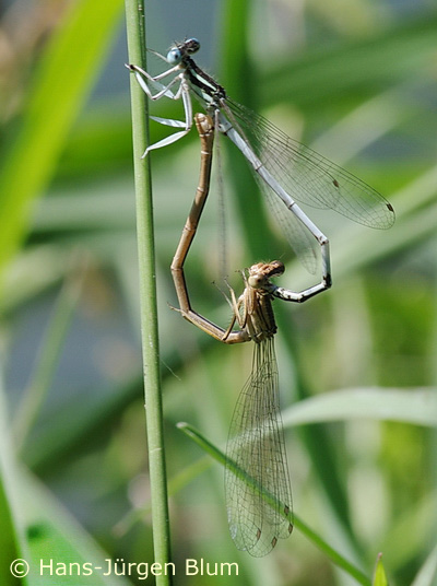 Cœur copulatoire de l'Agrion blanchâtre