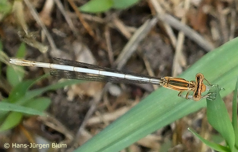Femelle de l'Agrion blanchâtre