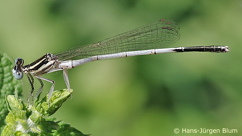 Platycnemis latipes