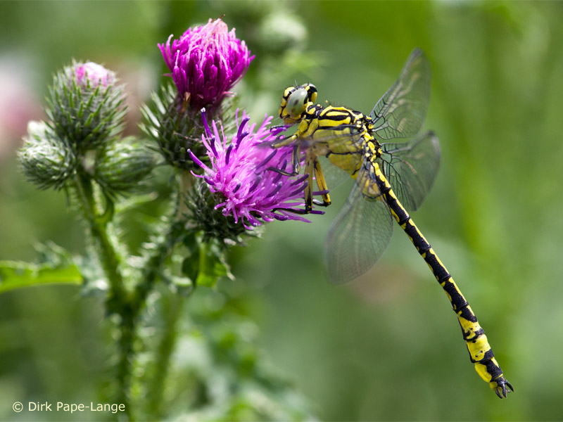 Stylurus flavipes - mâle