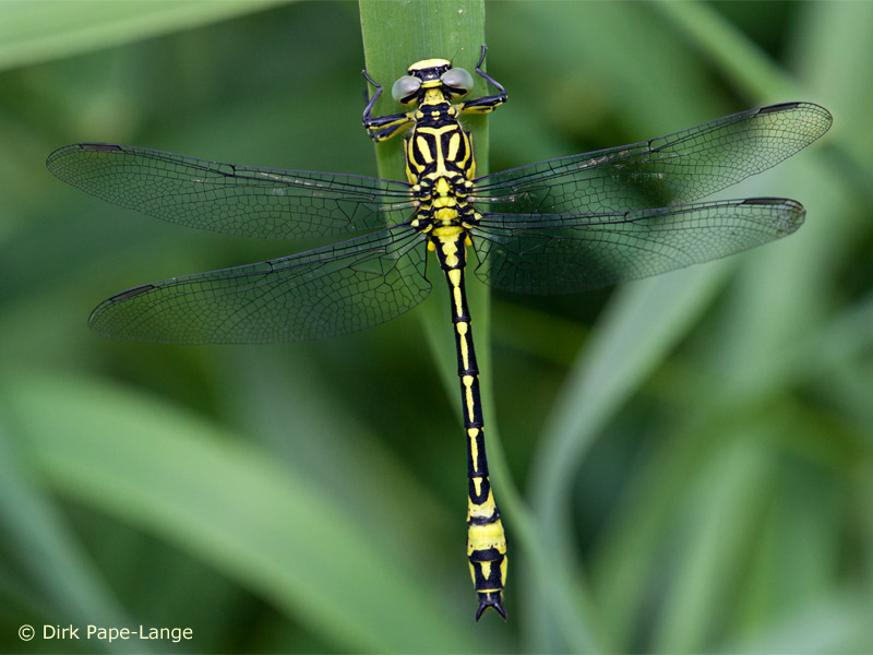 Stylurus flavipes - mâle