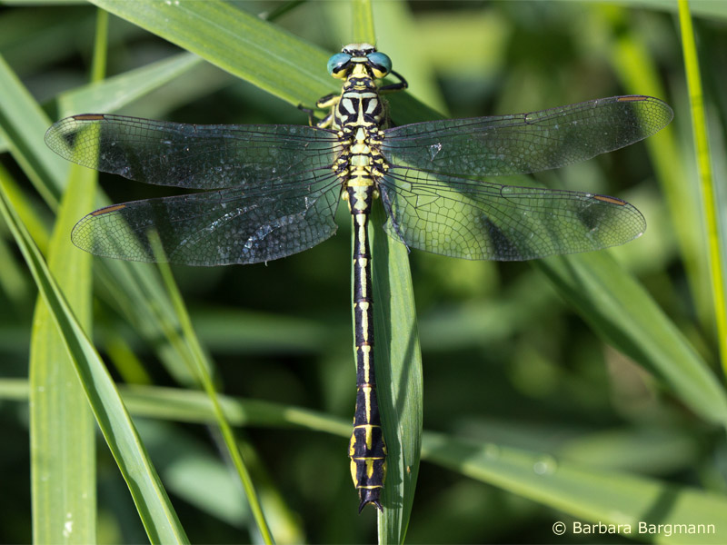 Stylurus flavipes - mâle