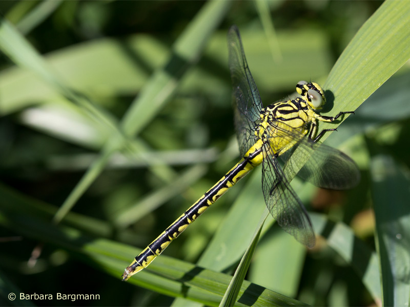 Stylurus flavipes - femelle