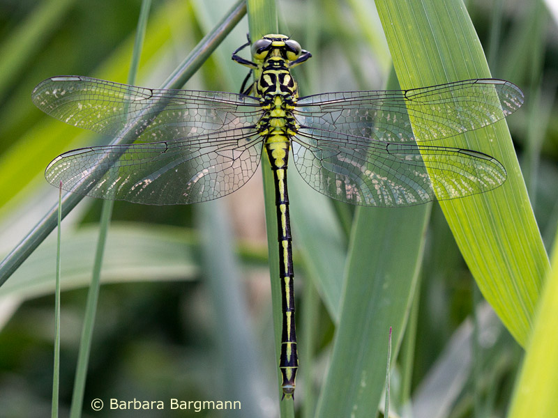 Stylurus flavipes - femelle