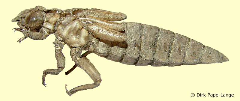 Stylurus flavipes - Exuvie