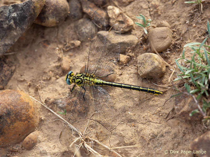 Gomphus simillimus - femelle
