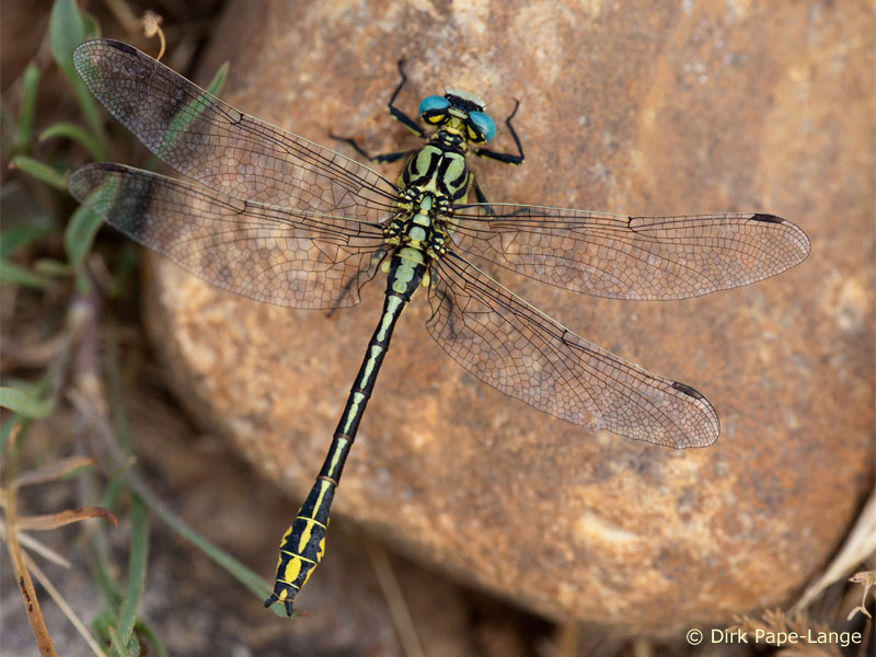 Gomphus vulgatissimus - mâle