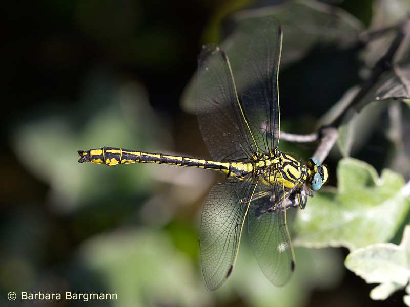 Gomphus simillimus - mâle