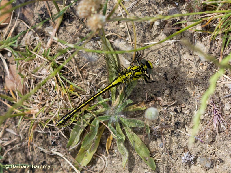 Gomphus simillimus - Hermaphrodite