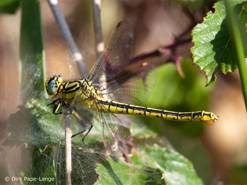 Gomphus simillimus - ponte