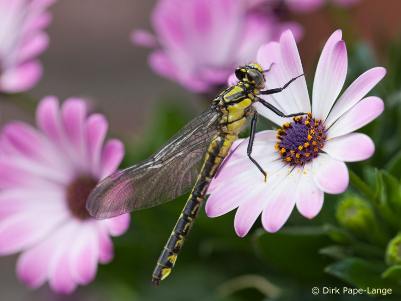 Gomphus vulgatissimus - femelle