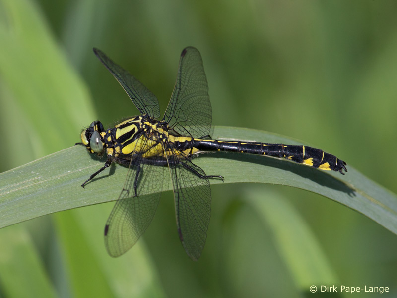 Immature mâle en période de maturation