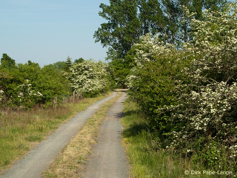 Habitat - Gomphus vulgatissimus