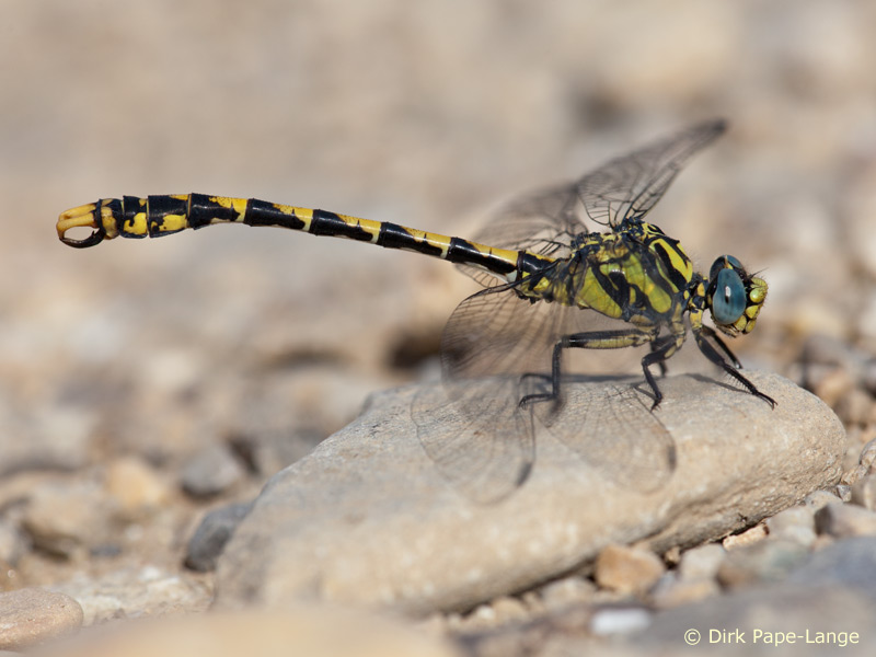 Onychogomphus uncatus - mâle