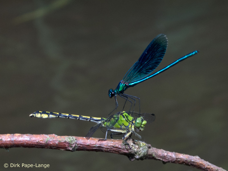 Ophiogomphus cecilia