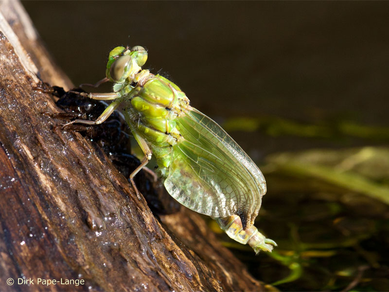 Ophiogomphus cecilia - emergencé