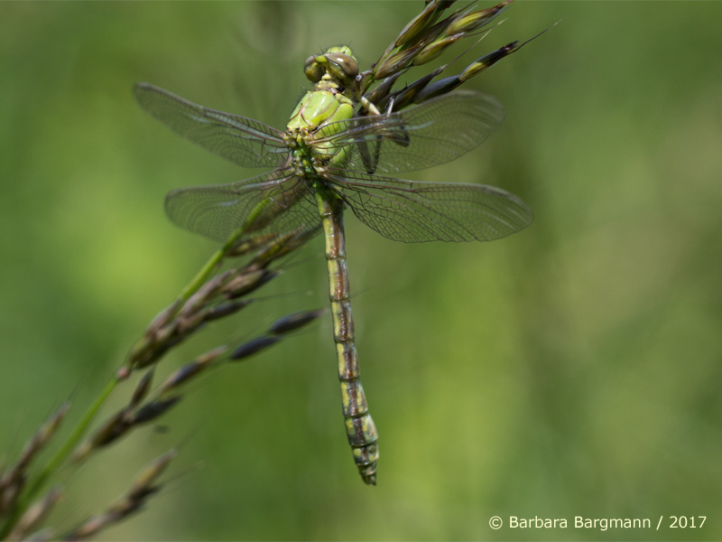 Ophiogomphus cecilia - mâle