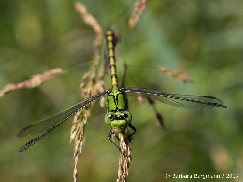 Ophiogomphus cecilia - mâle