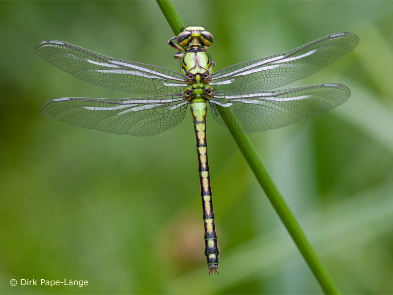 Ophiogomphus cecilia - femelle