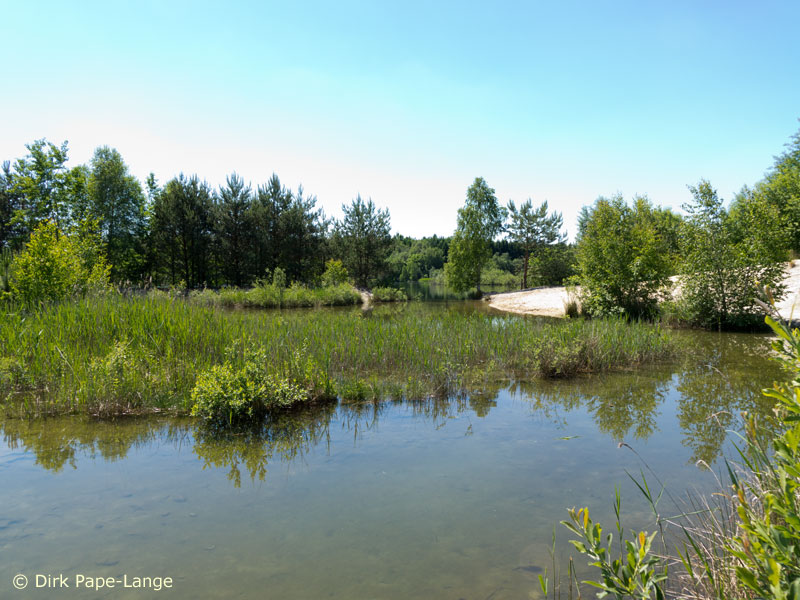 Habitat - Gomphus pulchellus