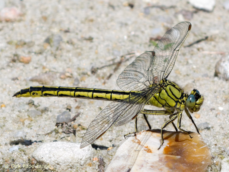 Gomphus pulchellus - femelle