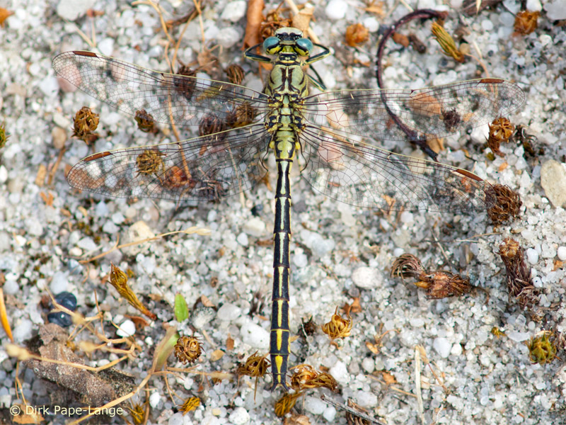 Gomphus pulchellus - mâle