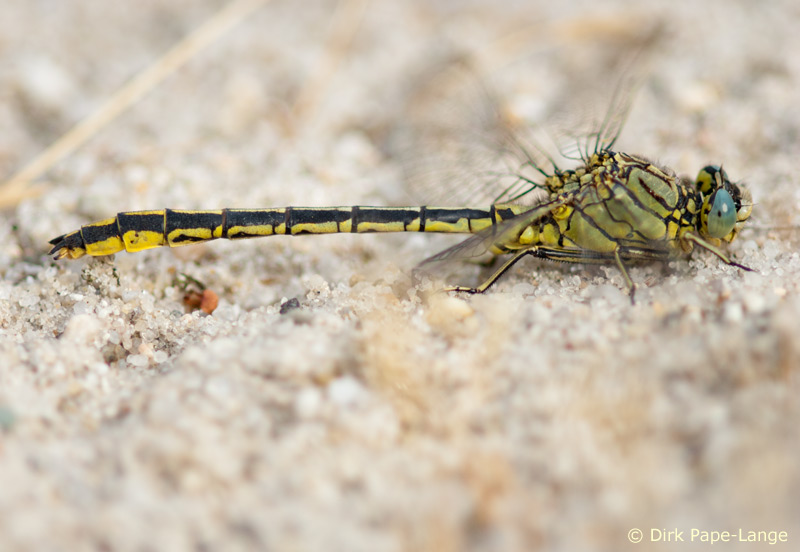 Gomphus pulchellus - mâle