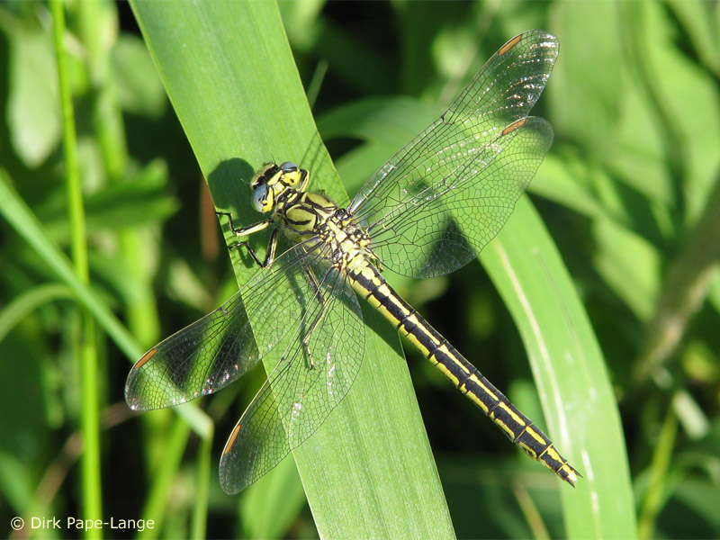 Gomphus pulchellus - female