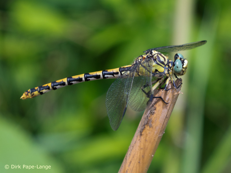 Onychogomphus forcipatus unguiculatus - femelle