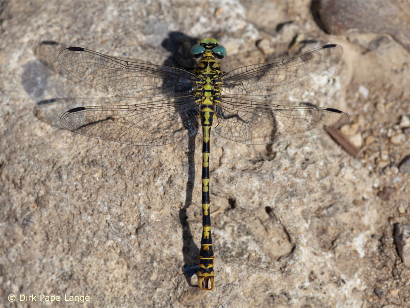 Onychogomphus forcipatus unguiculatus - mâle