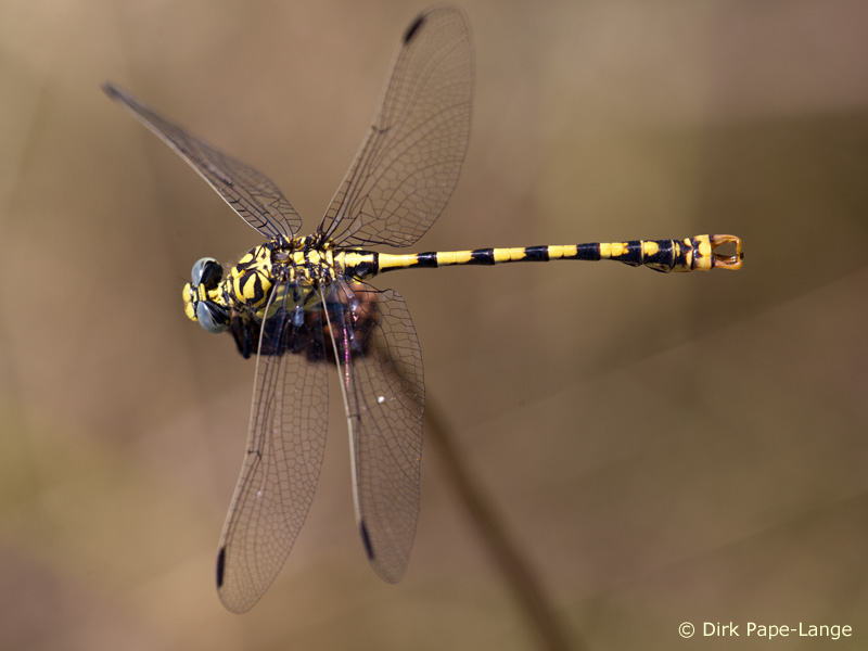 Onychogomphus forcipatus unguiculatus