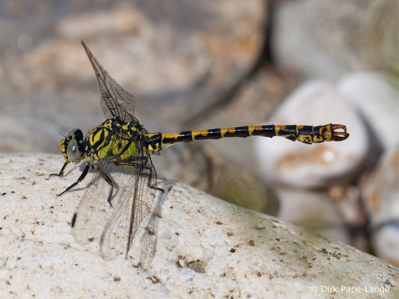 Onychogomphus forcipatus unguiculatus - mâle