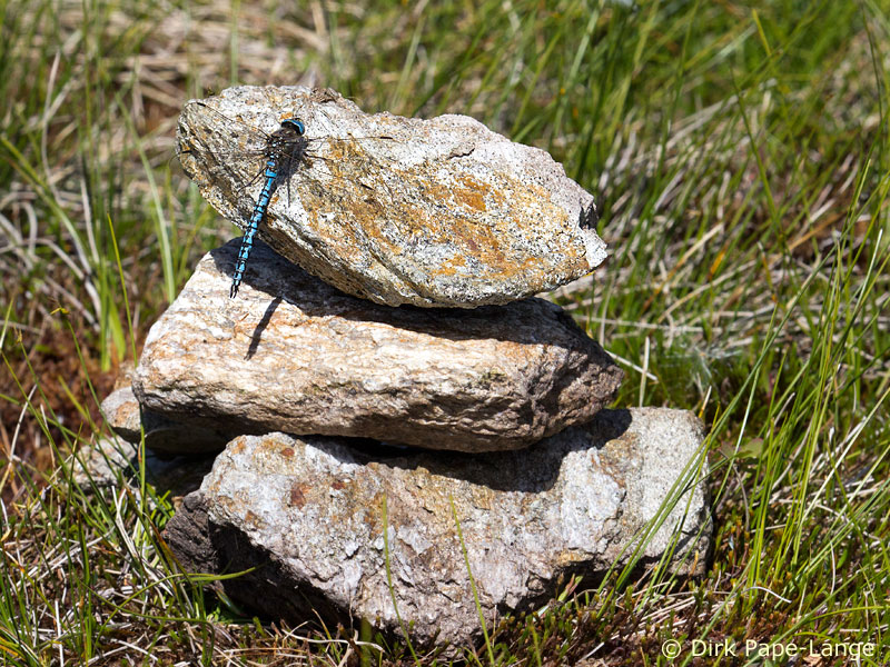 Aeshna caerulea