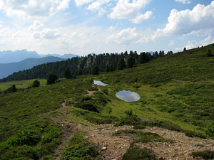 Habitat Aeshna caerulea