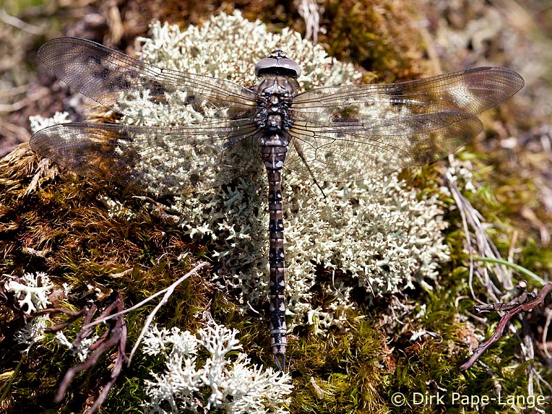 femelle Aeshna caerulea
