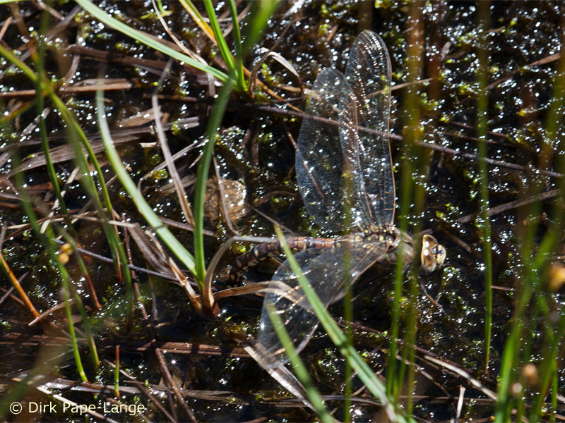femelle de Aeshna caerulea