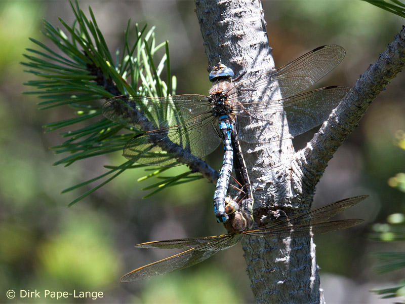 Accouplement de Aeshna caerulea