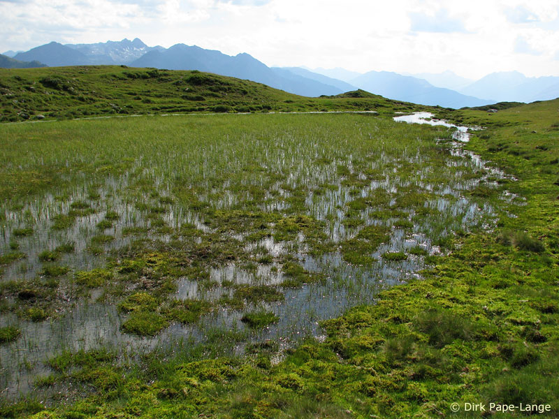 Habitat Aeschne azurée